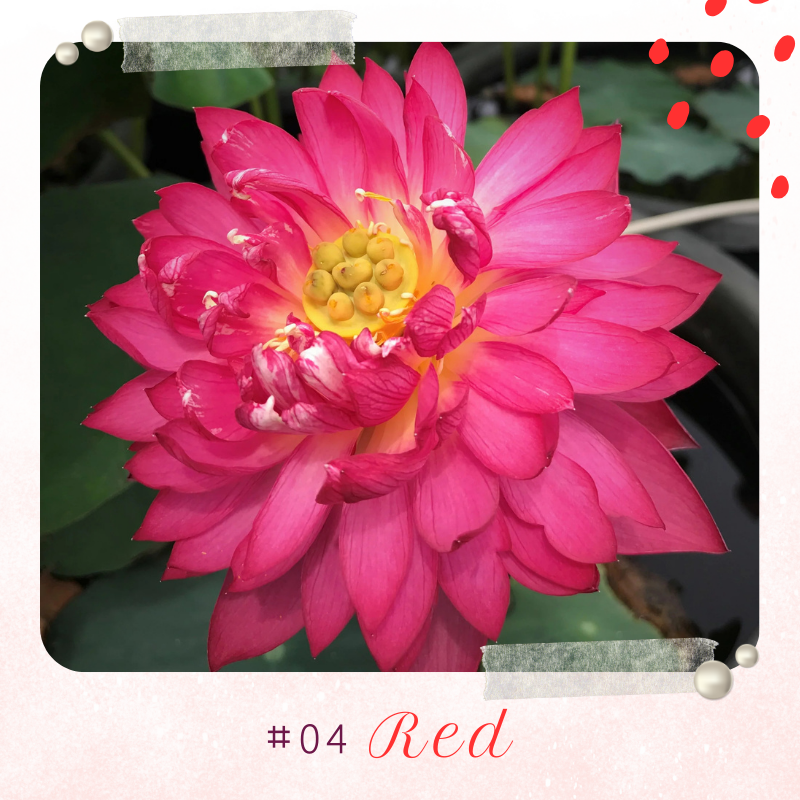 🪷 GFOUK® Colorful Lotus Flower Seeds 🇺🇸 Cultivated and Shipped from USA