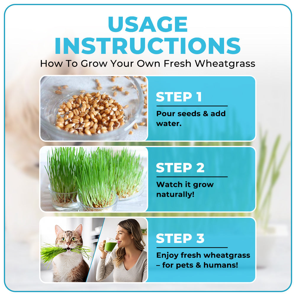 GFOUK™ Organic Wheatgrass Seeds | Non GMO | Grown in USA | from Our Farm to Your Table
