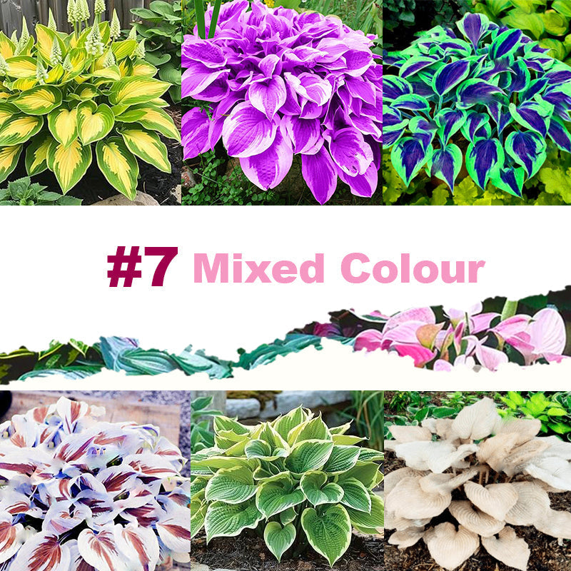๐ฑ 100 Mixed Hosta Jardin Perennials Lily Flower Seeds ๐บ๐ธ Cultivated in USA