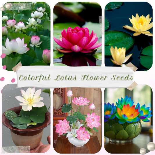 🪷 GFOUK® Colorful Lotus Flower Seeds 🇺🇸 Cultivated and Shipped from USA