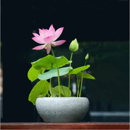 🇺🇸🌺 GFOUK® The Sacred Bonsai Bowl Lotus Flower Seeds🌸