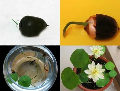 🇺🇸🌺 GFOUK® The Sacred Bonsai Bowl Lotus Flower Seeds🌸