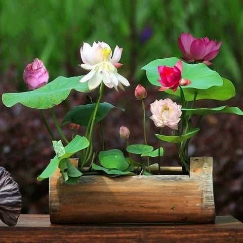 🇺🇸🌺 GFOUK® The Sacred Bonsai Bowl Lotus Flower Seeds🌸