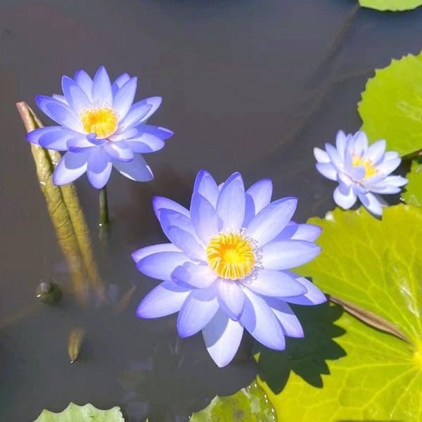 🇺🇸🌺 GFOUK® The Sacred Bonsai Bowl Lotus Flower Seeds🌸