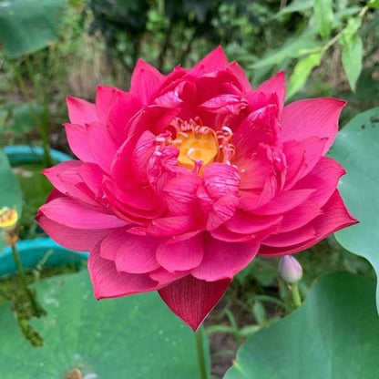 🇺🇸🌺 GFOUK® The Sacred Bonsai Bowl Lotus Flower Seeds🌸