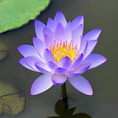 🇺🇸🌺 GFOUK® The Sacred Bonsai Bowl Lotus Flower Seeds🌸