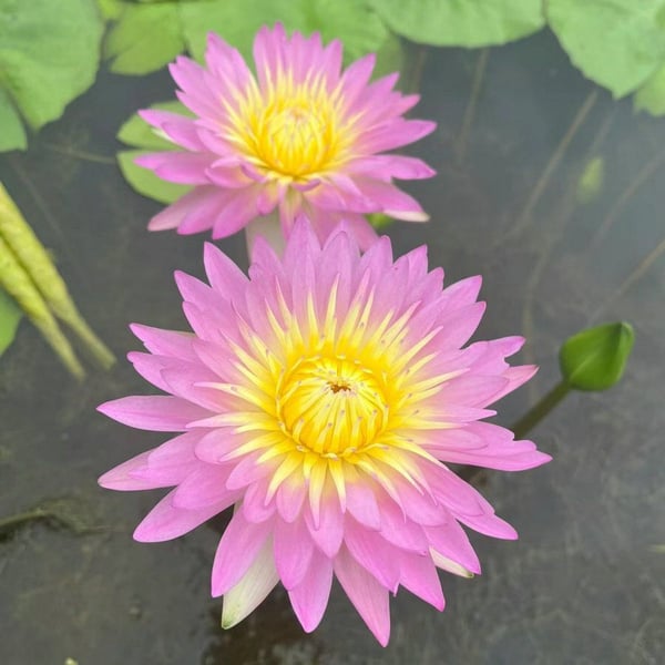 🇺🇸🌺 GFOUK® The Sacred Bonsai Bowl Lotus Flower Seeds🌸