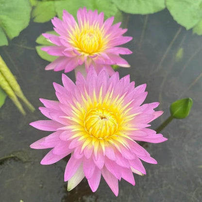 🇺🇸🌺 GFOUK® The Sacred Bonsai Bowl Lotus Flower Seeds🌸