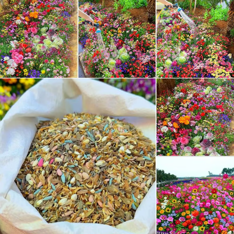 🇺🇸✨Spring Bloom Bonanza: 🔥GFOUK® 60+ Garden Flower Seeds🔥Growing into Shasta Daisy, Cornflower, Sunflower, Zinnia, Lavender - 70% OFF