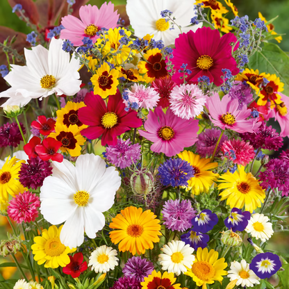 🇺🇸✨Spring Bloom Bonanza: 🔥GFOUK® 60+ Garden Flower Seeds🔥Growing into Shasta Daisy, Cornflower, Sunflower, Zinnia, Lavender - 70% OFF