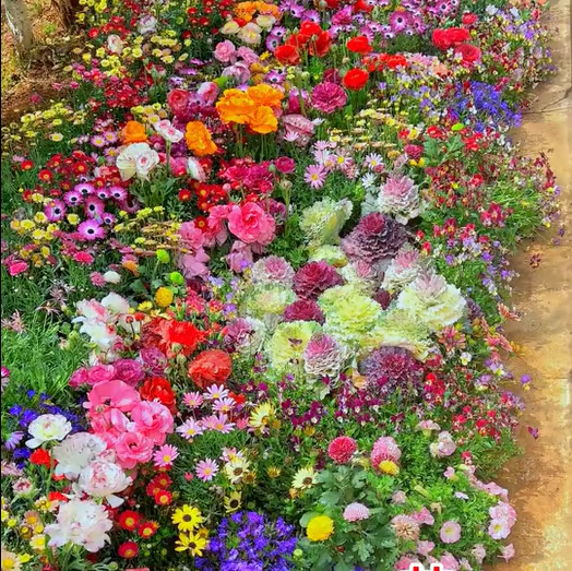 🇺🇸✨Spring Bloom Bonanza: 🔥GFOUK® 60+ Garden Flower Seeds🔥Growing into Shasta Daisy, Cornflower, Sunflower, Zinnia, Lavender - 70% OFF