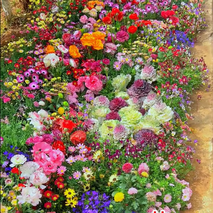 🇺🇸✨Spring Bloom Bonanza: 🔥GFOUK® 60+ Garden Flower Seeds🔥Growing into Shasta Daisy, Cornflower, Sunflower, Zinnia, Lavender - 70% OFF