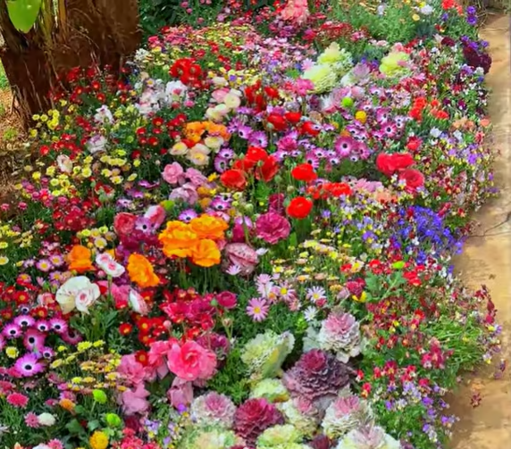 🇺🇸✨Spring Bloom Bonanza: 🔥GFOUK® 60+ Garden Flower Seeds🔥Growing into Shasta Daisy, Cornflower, Sunflower, Zinnia, Lavender - 70% OFF