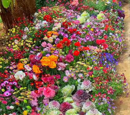 🇺🇸✨Spring Bloom Bonanza: 🔥GFOUK® 60+ Garden Flower Seeds🔥Growing into Shasta Daisy, Cornflower, Sunflower, Zinnia, Lavender - 70% OFF
