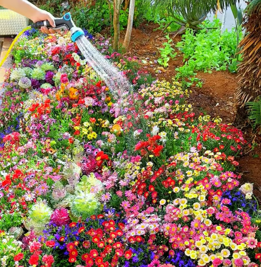 🇺🇸✨Spring Bloom Bonanza: 🔥GFOUK® 60+ Garden Flower Seeds🔥Growing into Shasta Daisy, Cornflower, Sunflower, Zinnia, Lavender - 70% OFF