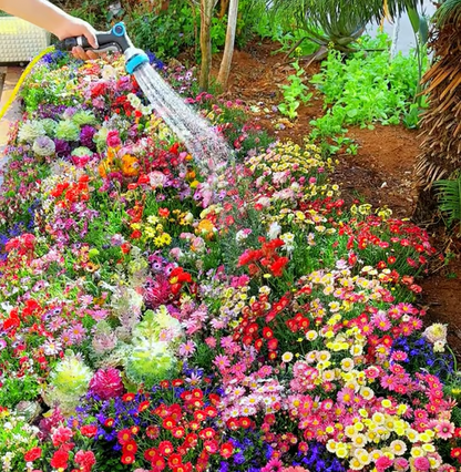 🇺🇸✨Spring Bloom Bonanza: 🔥GFOUK® 60+ Garden Flower Seeds🔥Growing into Shasta Daisy, Cornflower, Sunflower, Zinnia, Lavender - 70% OFF