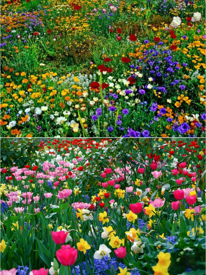 🇺🇸✨Spring Bloom Bonanza: 🔥GFOUK® 60+ Garden Flower Seeds🔥Growing into Shasta Daisy, Cornflower, Sunflower, Zinnia, Lavender - 70% OFF