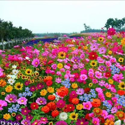 🇺🇸✨Spring Bloom Bonanza: 🔥GFOUK® 60+ Garden Flower Seeds🔥Growing into Shasta Daisy, Cornflower, Sunflower, Zinnia, Lavender - 70% OFF