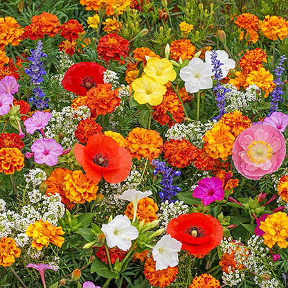 🇺🇸✨Spring Bloom Bonanza: 🔥GFOUK® 60+ Garden Flower Seeds🔥Growing into Shasta Daisy, Cornflower, Sunflower, Zinnia, Lavender - 70% OFF