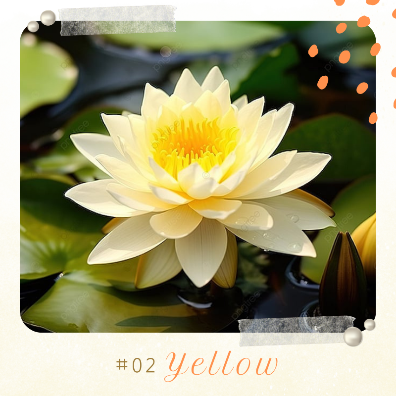 🪷 GFOUK® Colorful Lotus Flower Seeds 🇺🇸 Cultivated and Shipped from USA
