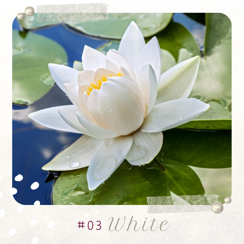 🪷 GFOUK® Colorful Lotus Flower Seeds 🇺🇸 Cultivated and Shipped from USA