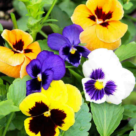 🌼GFOUK® PetalFusion Tricolor Pansy seeds