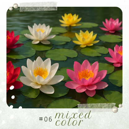 🪷 GFOUK® Colorful Lotus Flower Seeds 🇺🇸 Cultivated and Shipped from USA