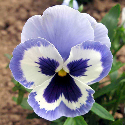 🌼GFOUK® PetalFusion Tricolor Pansy seeds