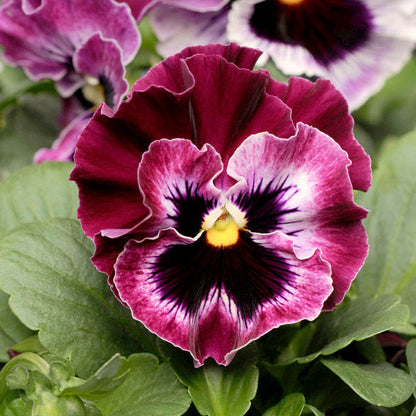 🌼GFOUK® PetalFusion Tricolor Pansy seeds