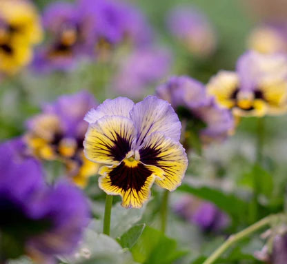 🌼GFOUK® PetalFusion Tricolor Pansy seeds
