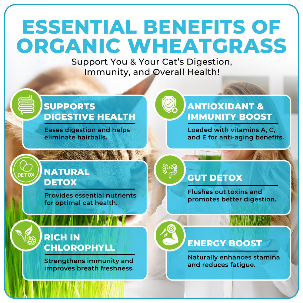 GFOUK™ Organic Wheatgrass Seeds | Non GMO | Grown in USA | from Our Farm to Your Table