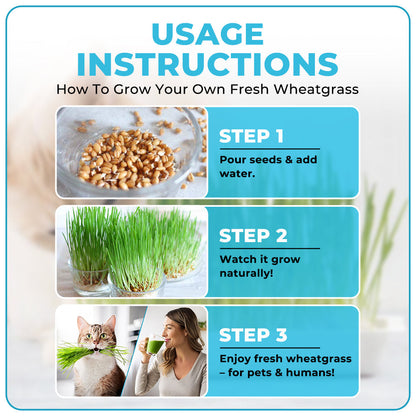 GFOUK™ Organic Wheatgrass Seeds | Non GMO | Grown in USA | from Our Farm to Your Table