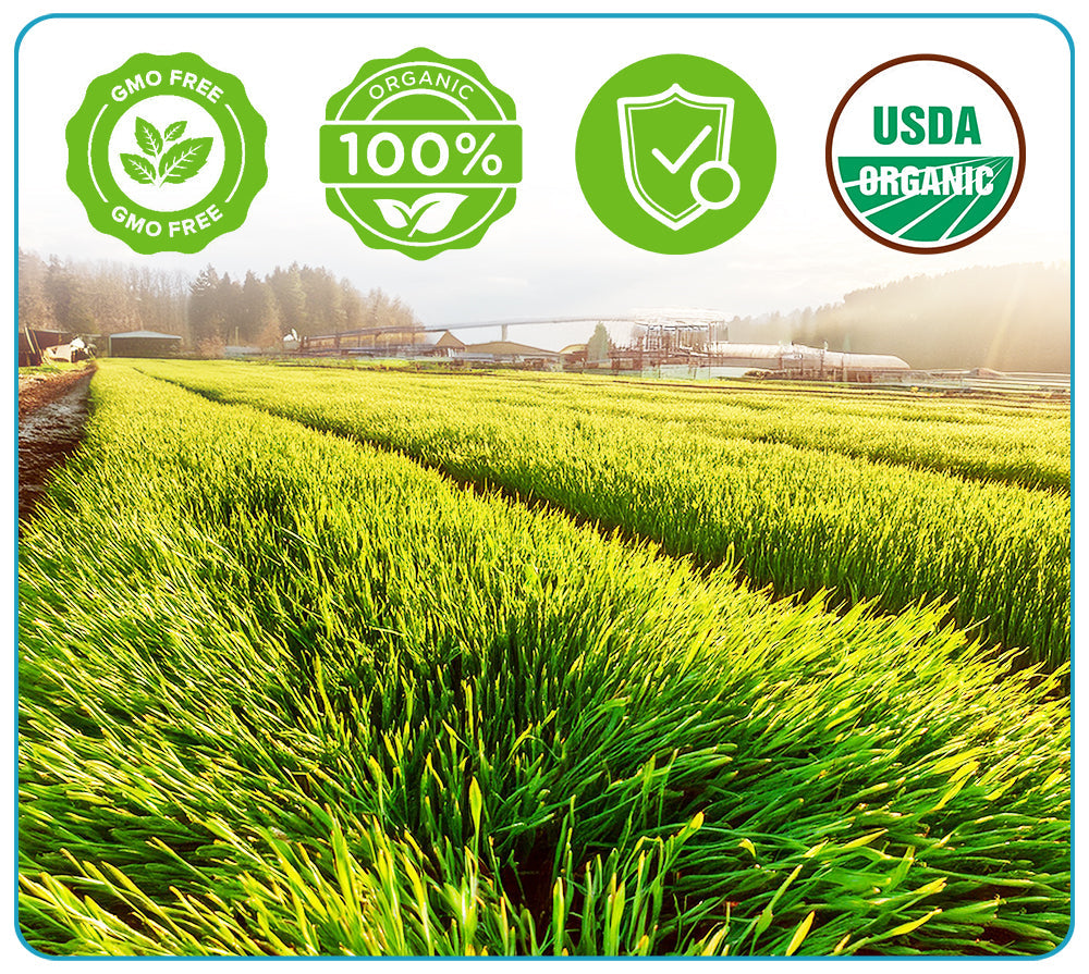 GFOUK™ Organic Wheatgrass Seeds | Non GMO | Grown in USA | from Our Farm to Your Table