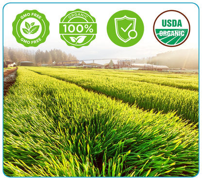 GFOUK™ Organic Wheatgrass Seeds | Non GMO | Grown in USA | from Our Farm to Your Table