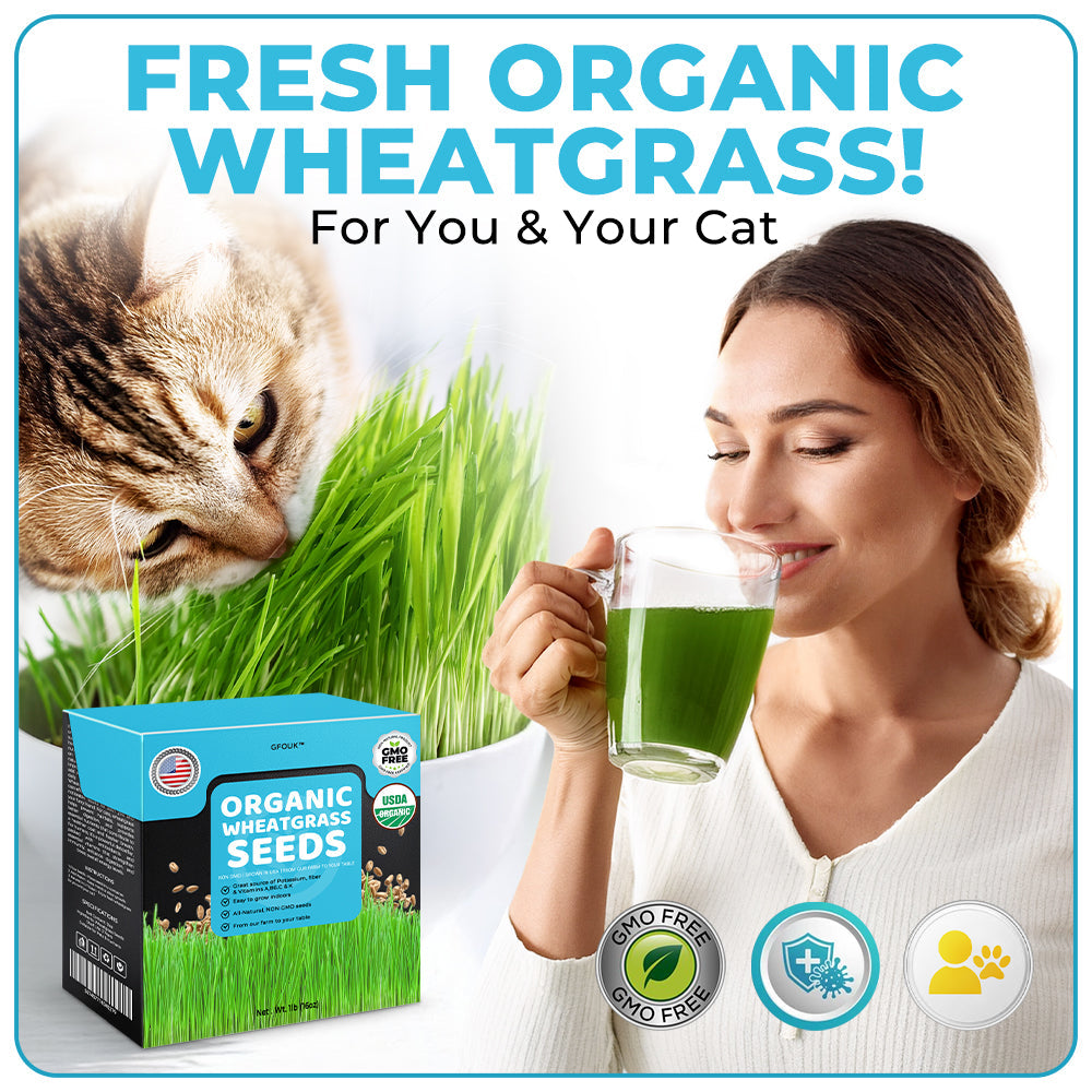 GFOUK™ Organic Wheatgrass Seeds | Non GMO | Grown in USA | from Our Farm to Your Table