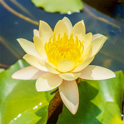 🇺🇸🌺 GFOUK® The Sacred Bonsai Bowl Lotus Flower Seeds🌸