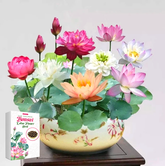 🇺🇸🌺 GFOUK® The Sacred Bonsai Bowl Lotus Flower Seeds🌸