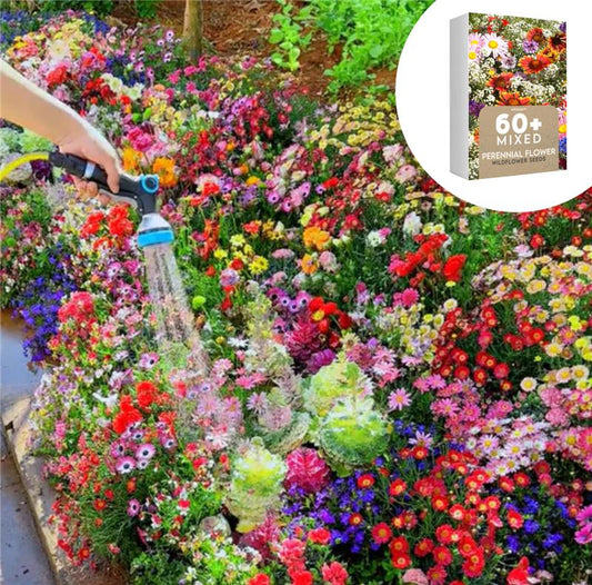 🇺🇸✨Spring Bloom Bonanza: 🔥GFOUK® 60+ Garden Flower Seeds🔥Growing into Shasta Daisy, Cornflower, Sunflower, Zinnia, Lavender - 70% OFF