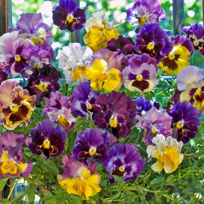 🌼GFOUK® PetalFusion Tricolor Pansy seeds
