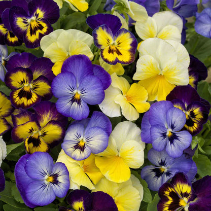 🌼GFOUK® PetalFusion Tricolor Pansy seeds